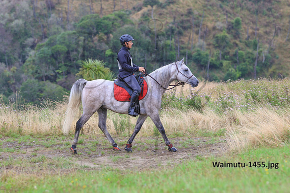 Waimutu-1455