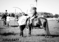 Pony Classes - Flat