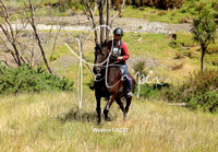 Westoe1-0037
