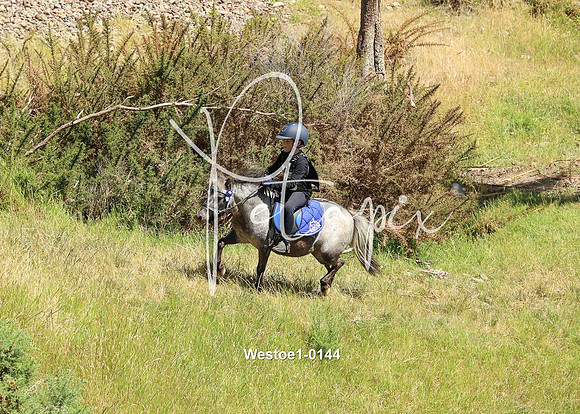 Westoe1-0144