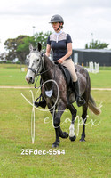 Pleasure horse &pony. Kaimanawa,SB ridden few Clydies