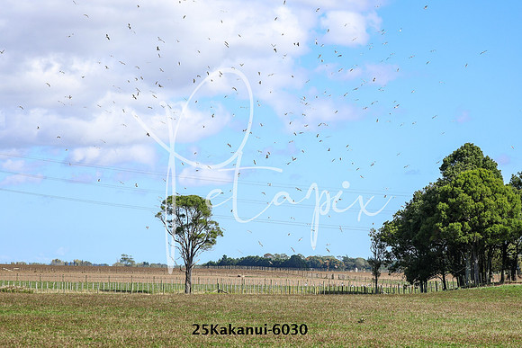 25Kakanui-6030