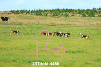 23Titoki-4466