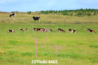 23Titoki-4465
