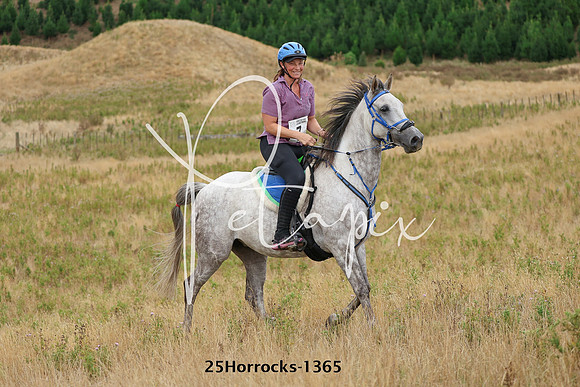 25Horrocks-1365