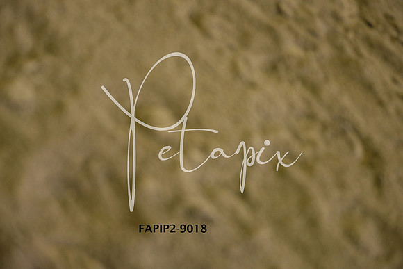 FAPIP2-9018