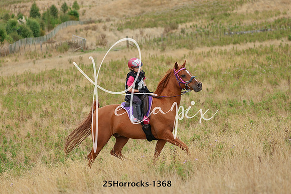 25Horrocks-1368