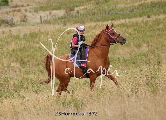 25Horrocks-1372