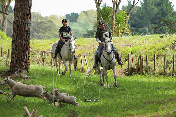 R1BHR1-5793