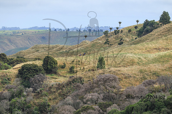 Waimutu-2204