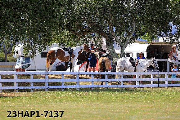 23HAP1-7137