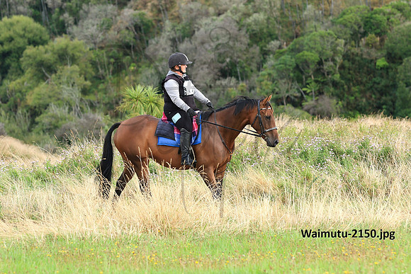 Waimutu-2150