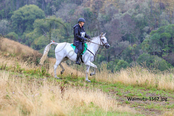 Waimutu-1562