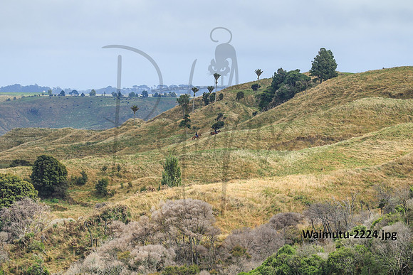Waimutu-2224